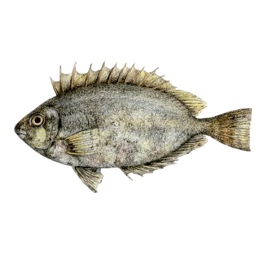 Sokar